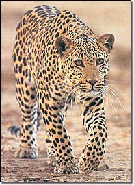 leopard