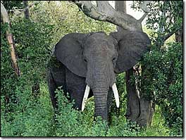 Elephant-Tlou in Setswana