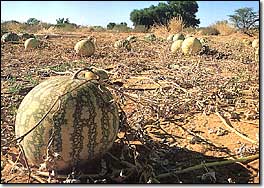 water melon