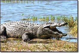 Crocodile