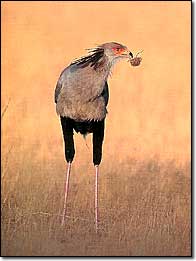 secretary birds