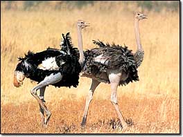 Ostrich